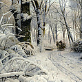Forest in Winter